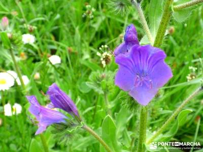 Ruta del Cares - Garganta Divina - Parque Nacional de los Picos de Europa; Flora en Liébana